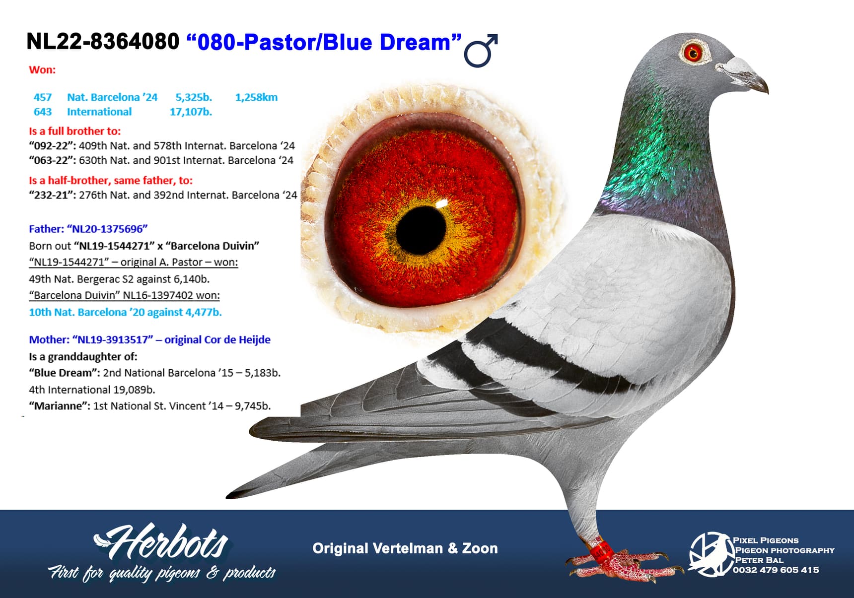pigeon: undefined