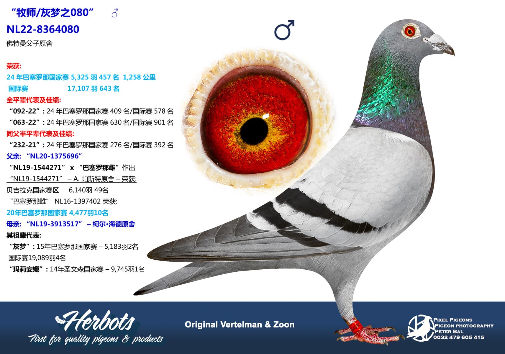 pigeon: “牧师/灰梦之080”