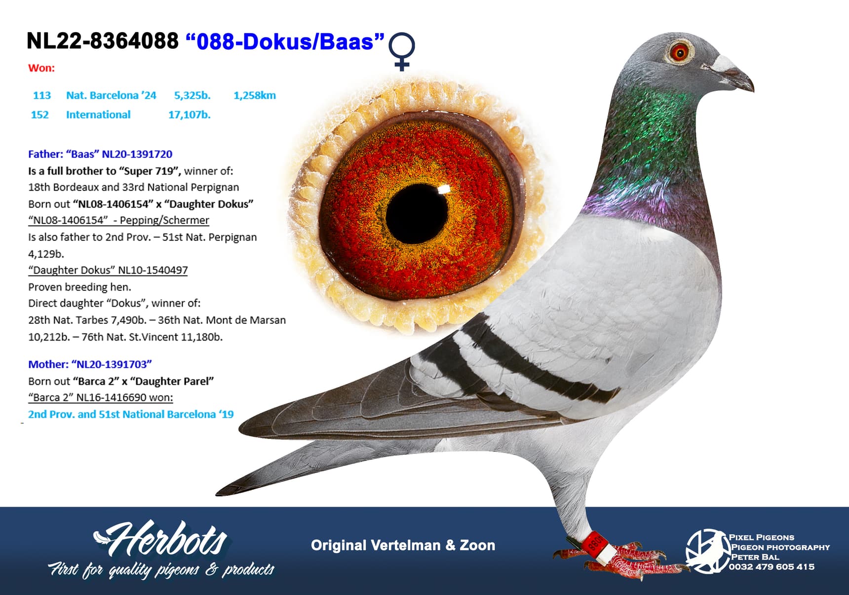 pigeon: undefined