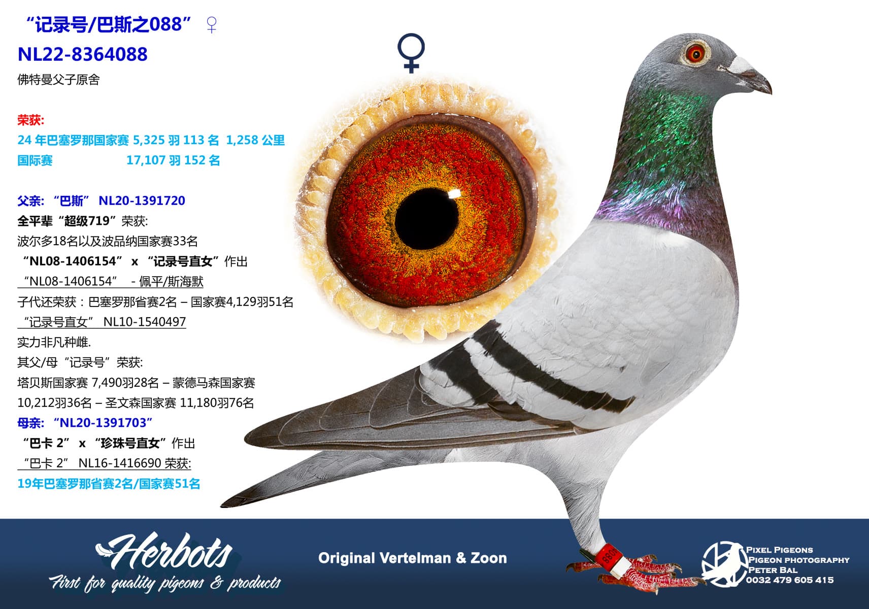 pigeon: “记录号/巴斯之088”