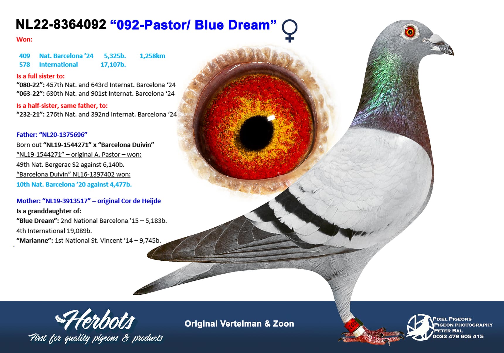 pigeon: undefined