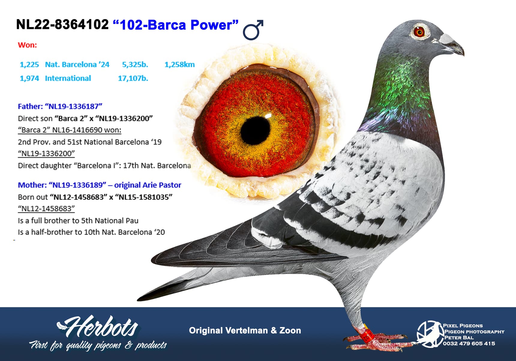 pigeon: undefined