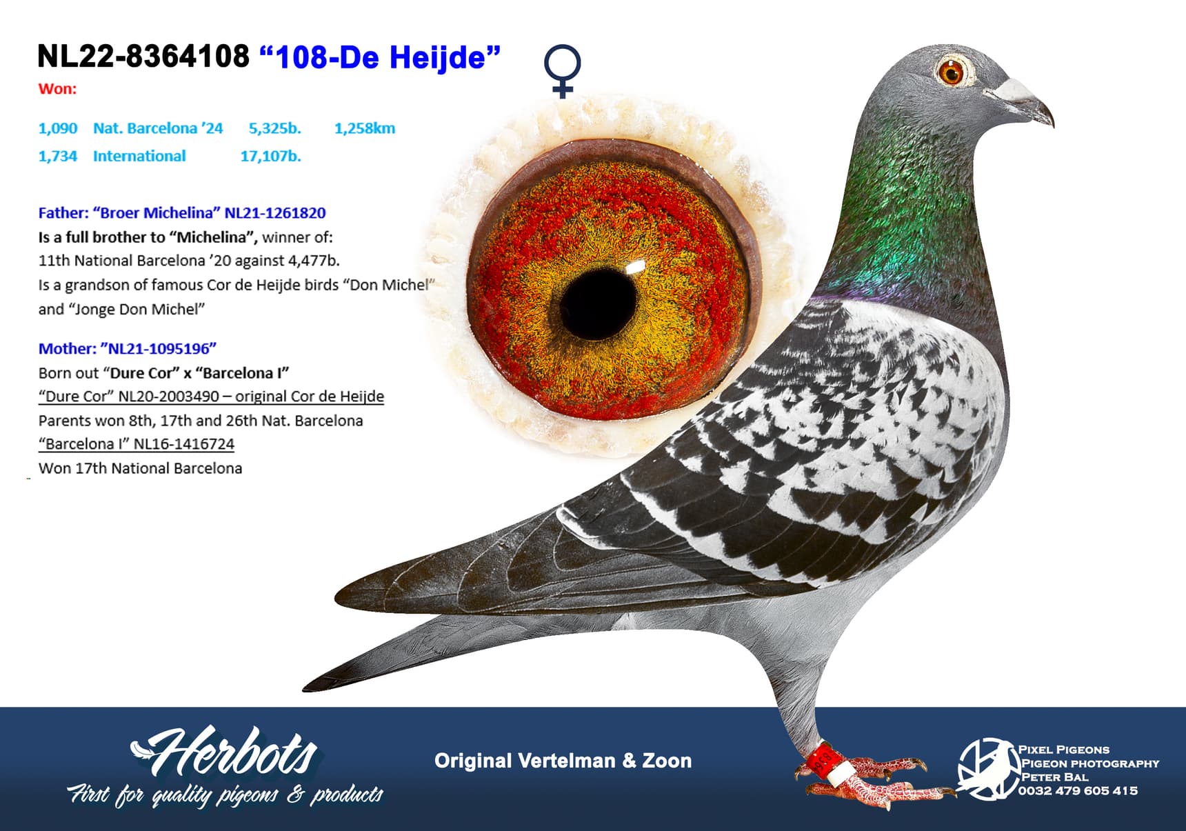 pigeon: undefined