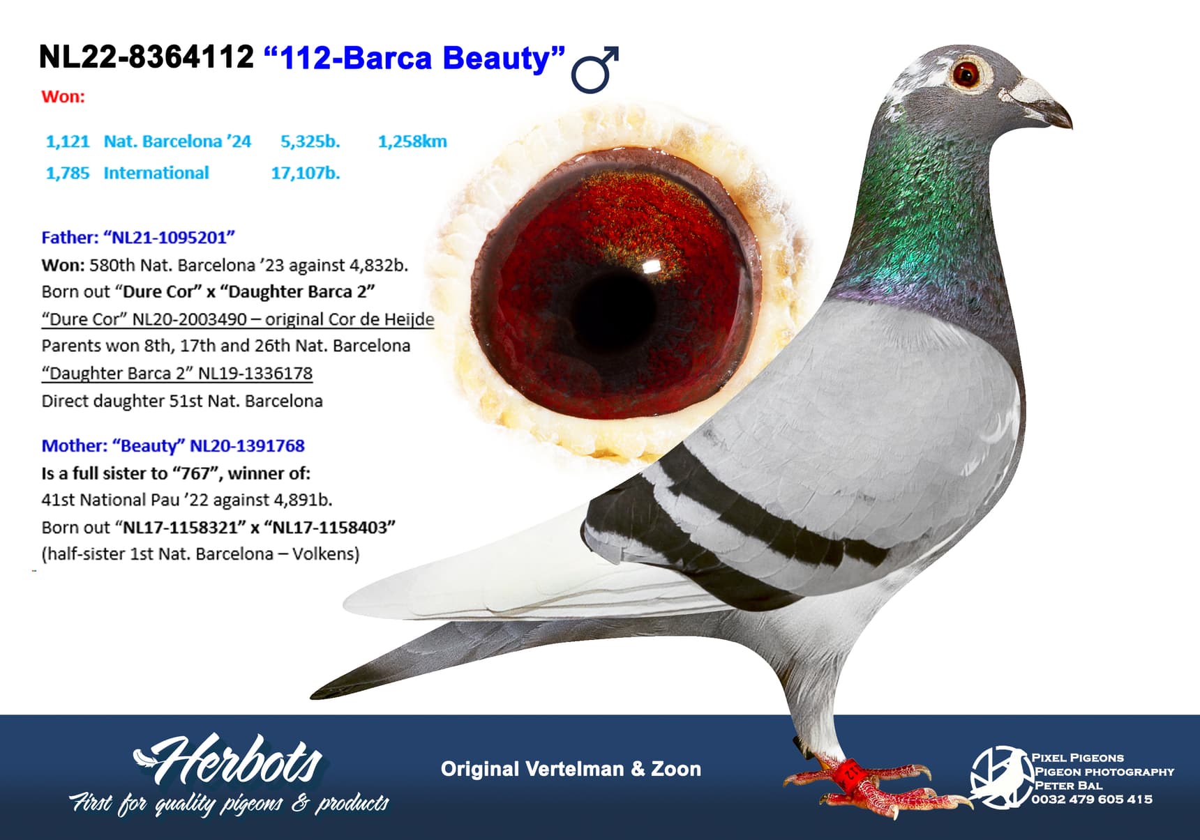 pigeon: undefined