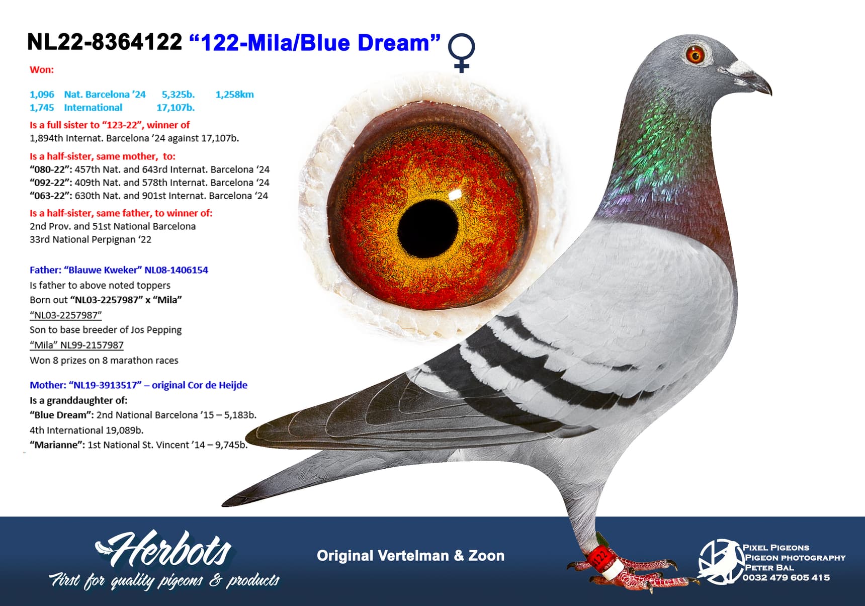 pigeon: undefined