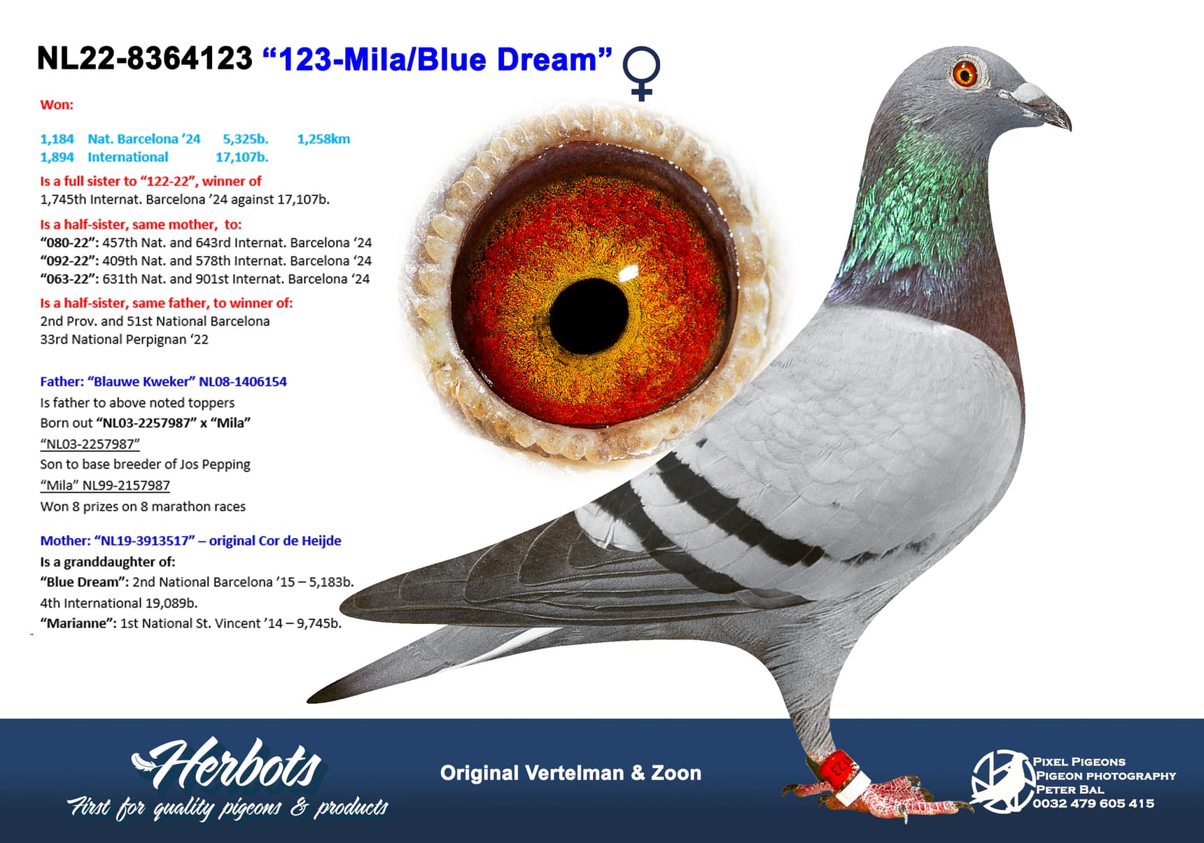 pigeon: undefined
