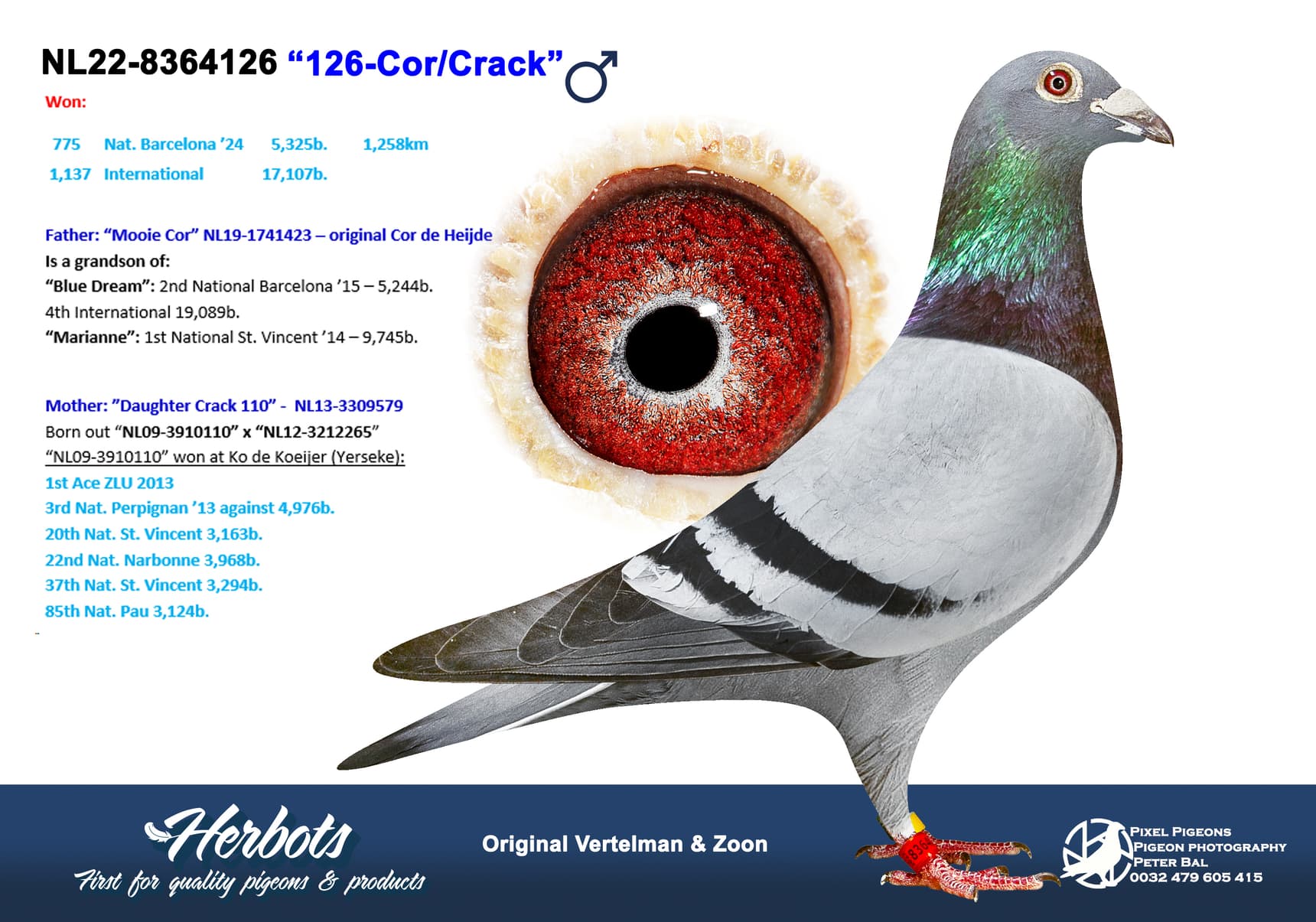 pigeon: undefined