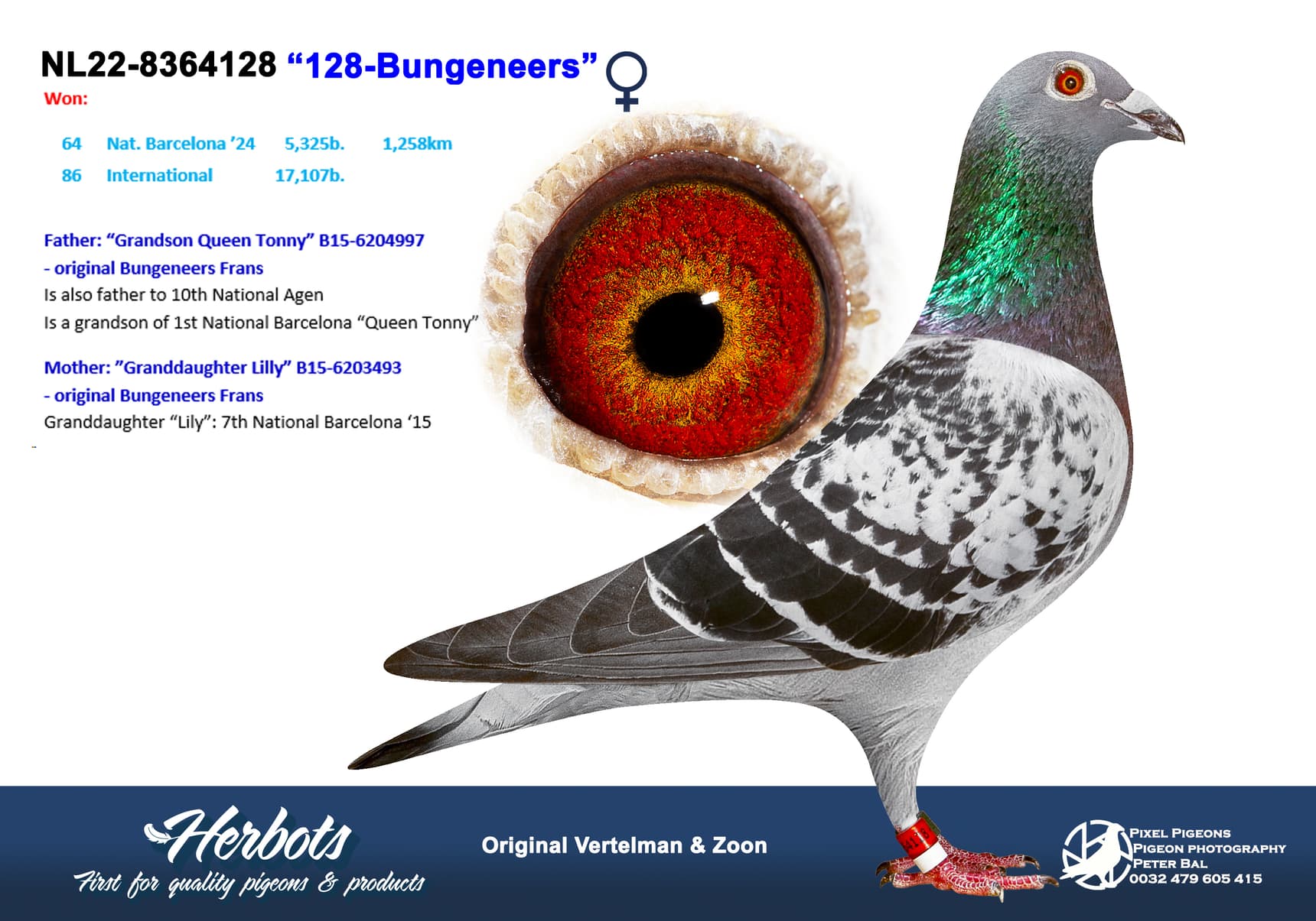 pigeon: undefined
