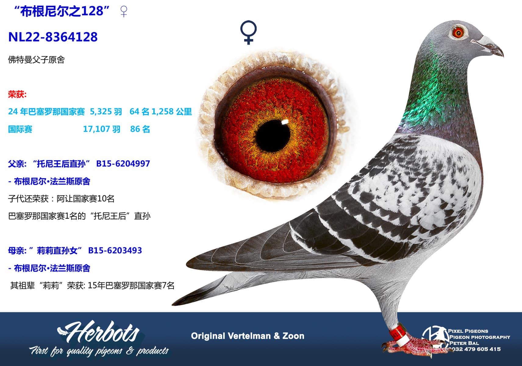 pigeon: “布根尼尔之128”