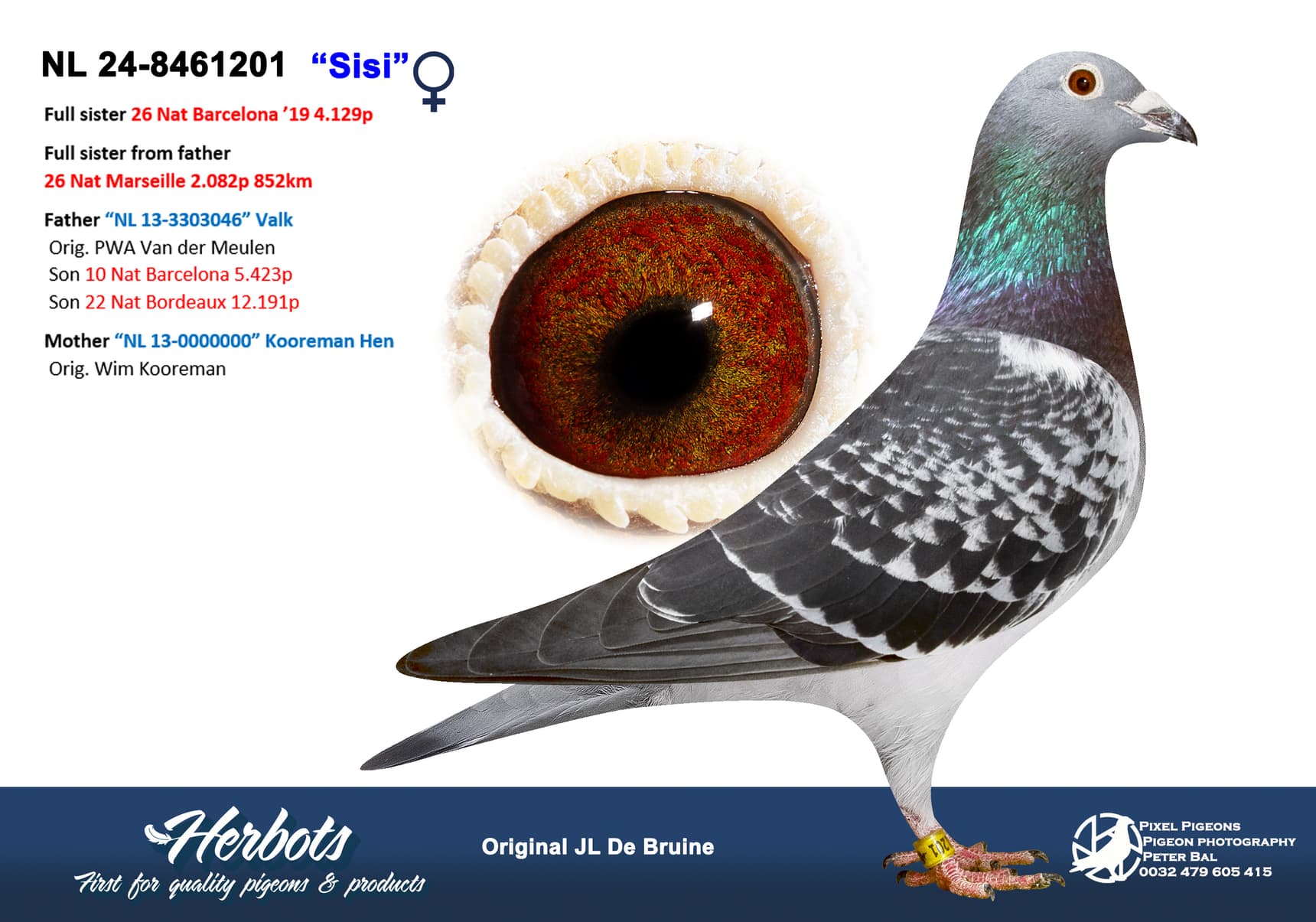 pigeon: undefined