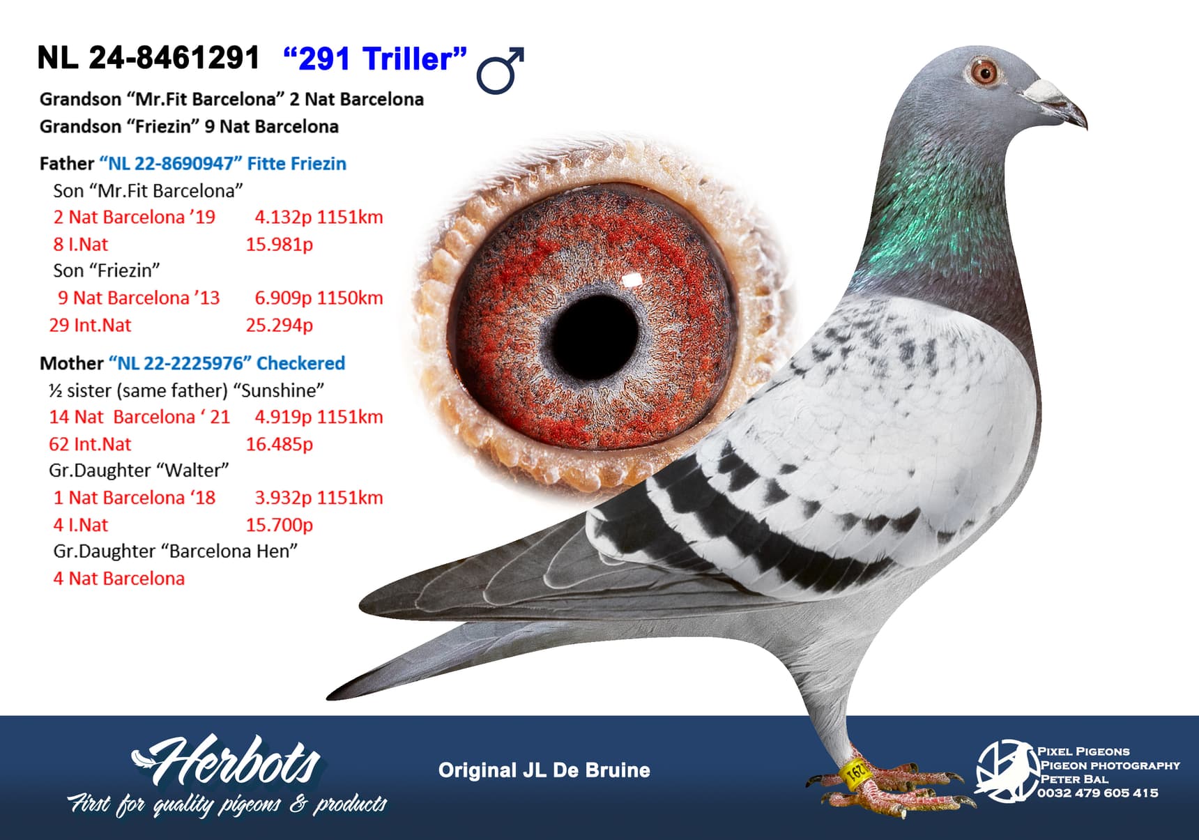pigeon: undefined