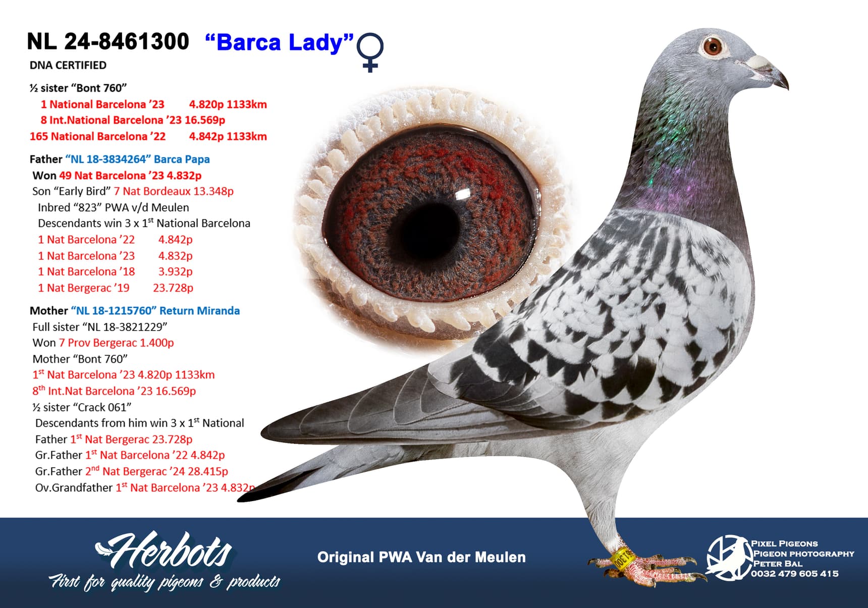 pigeon: undefined
