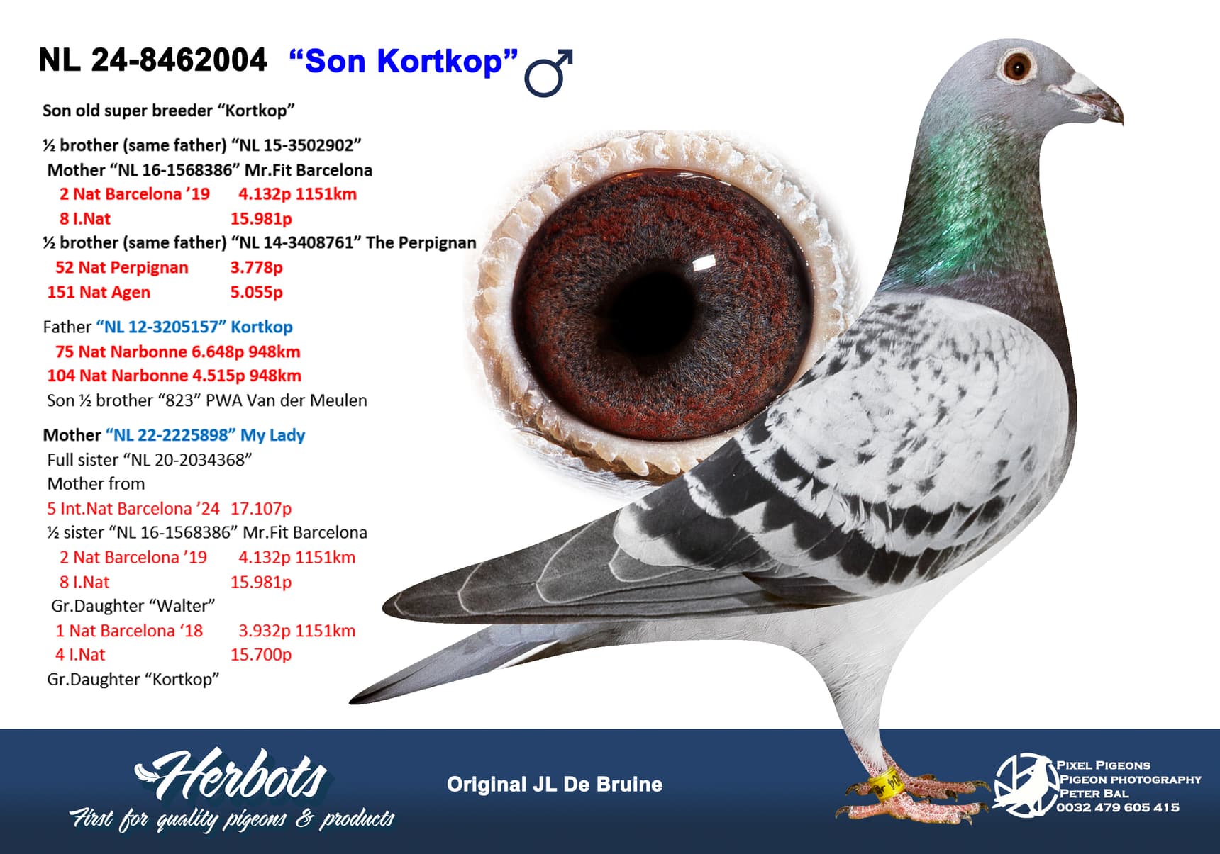 pigeon: undefined