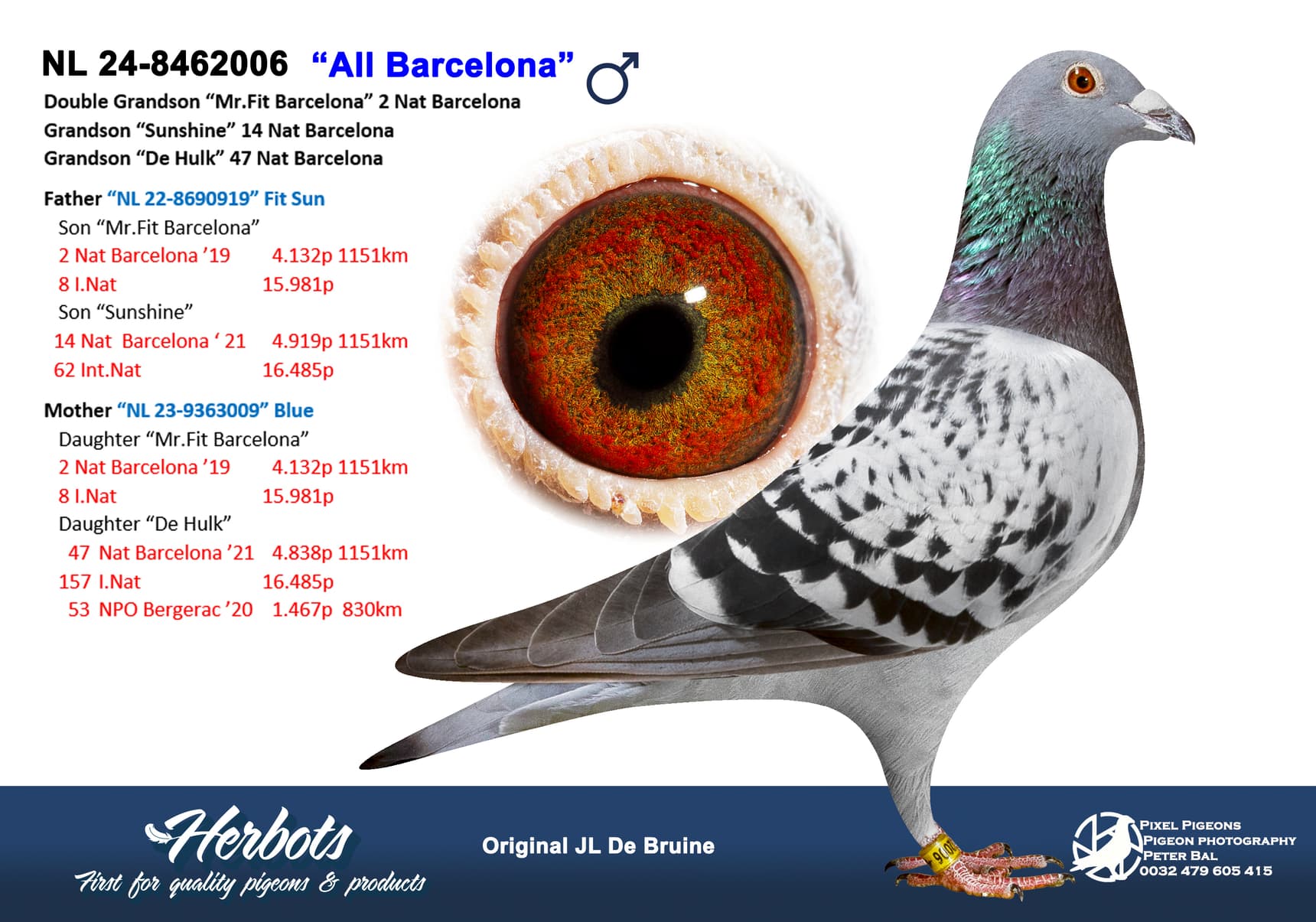 pigeon: undefined