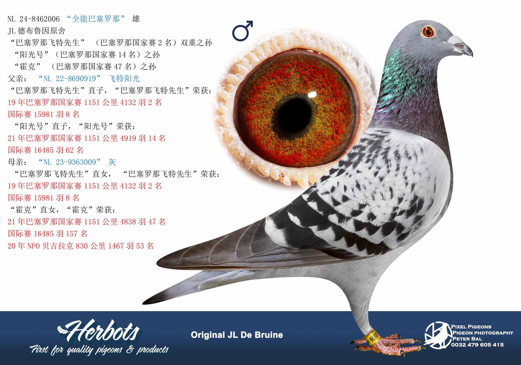 pigeon: undefined