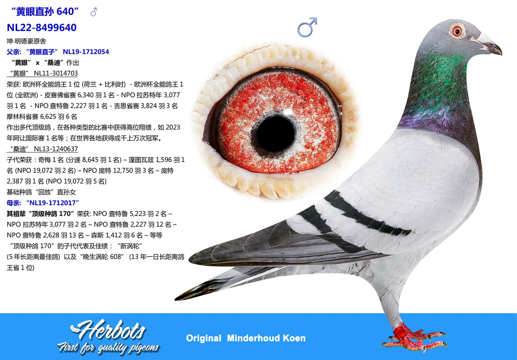 pigeon: undefined
