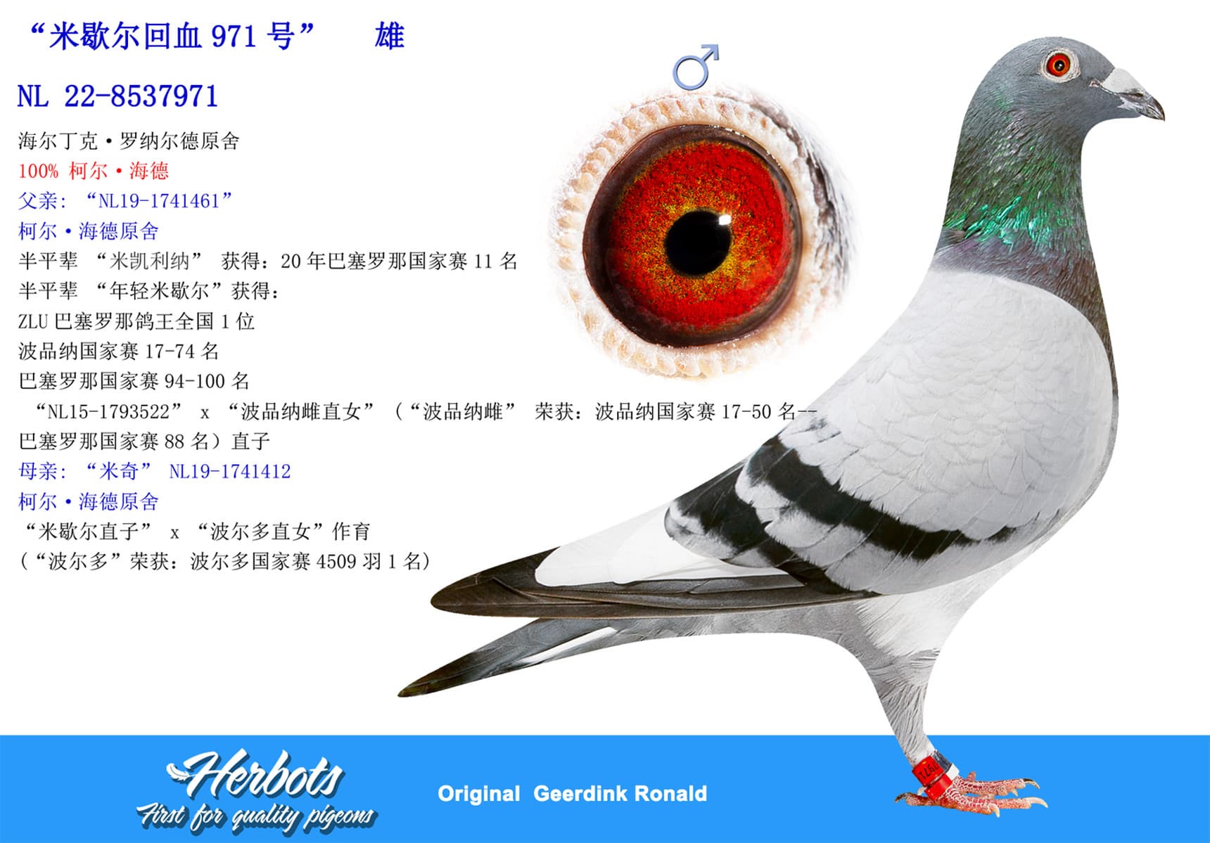 pigeon: undefined