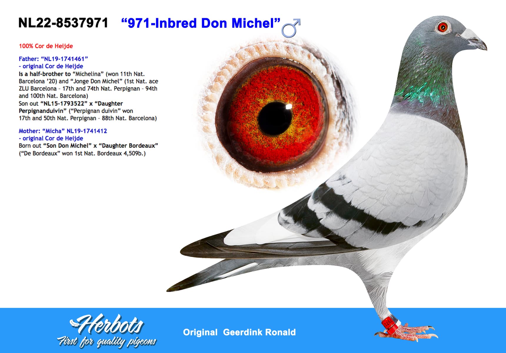 pigeon: undefined