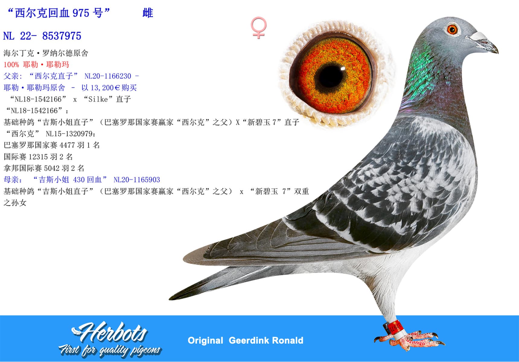 pigeon: undefined