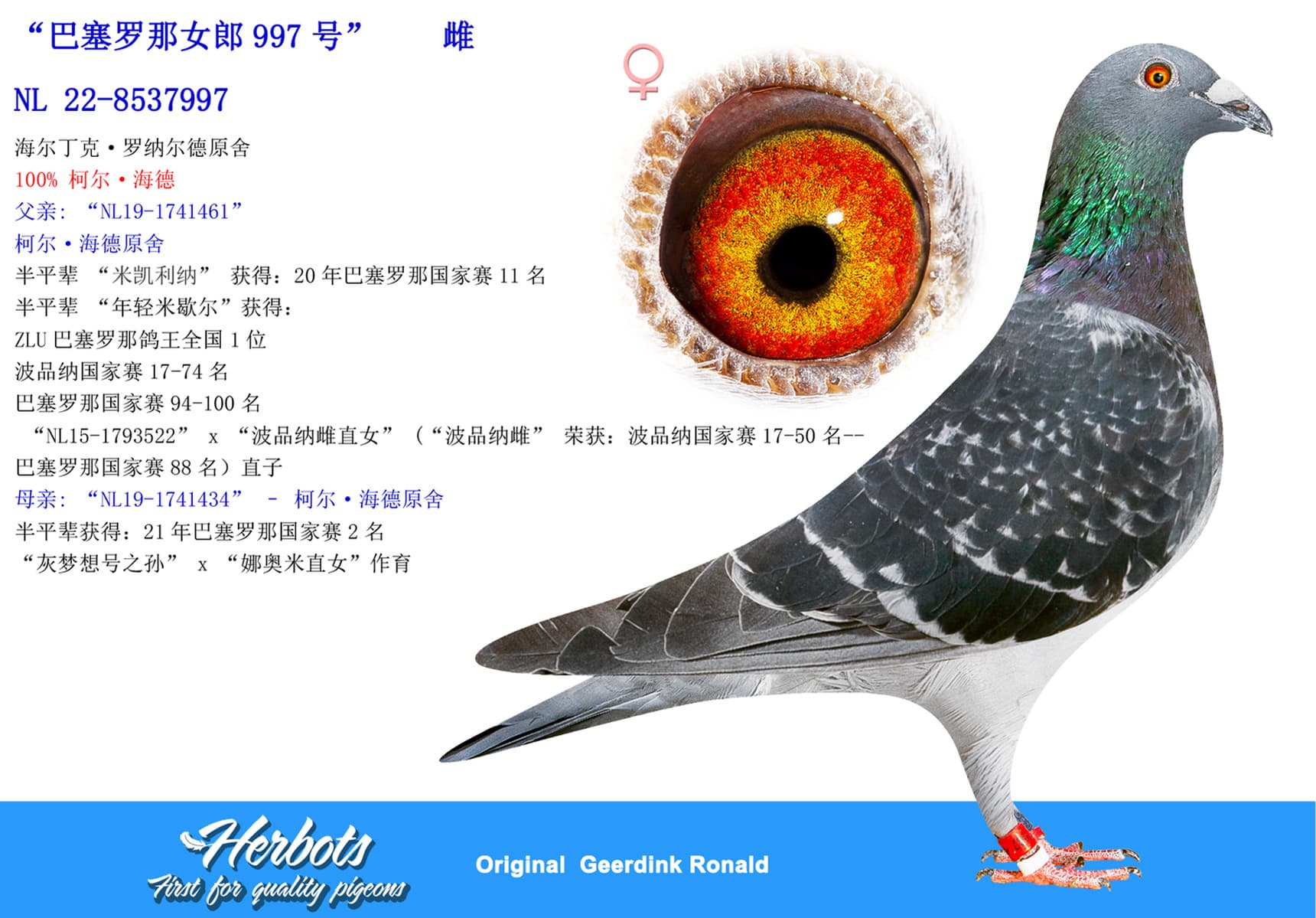 pigeon: undefined