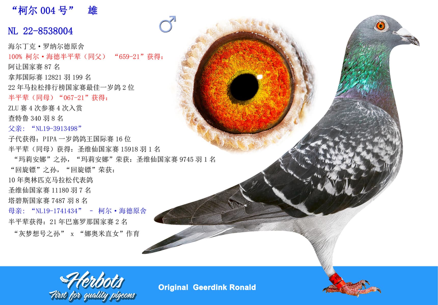 pigeon: undefined