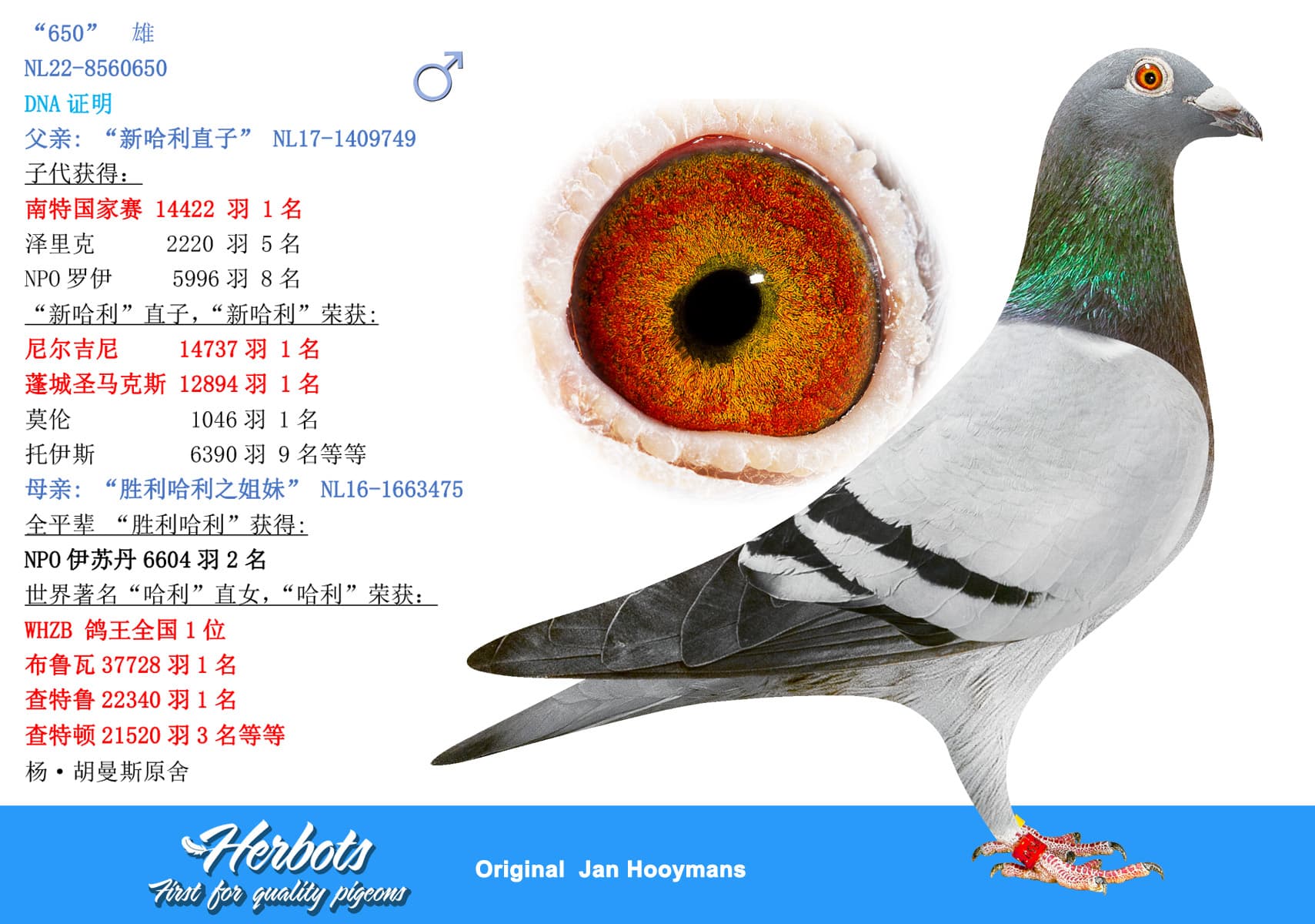pigeon: undefined