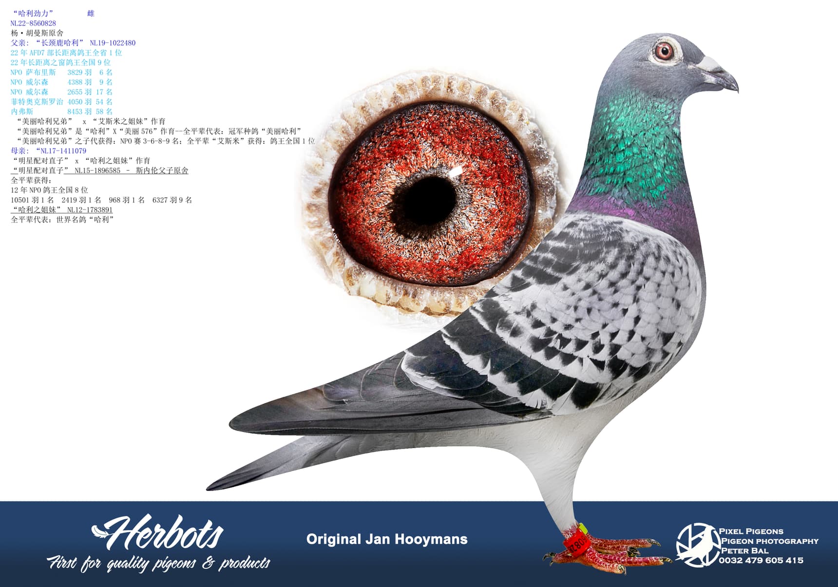 pigeon: undefined