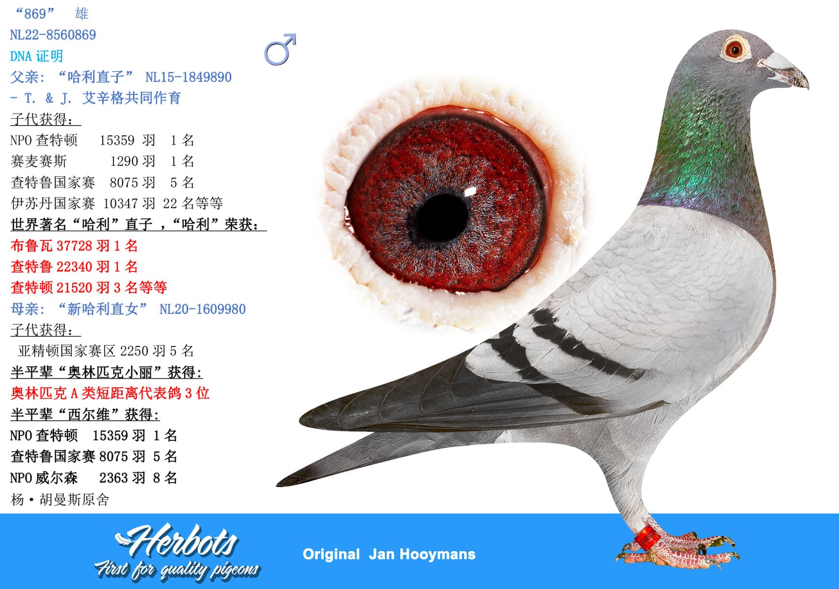 pigeon: undefined