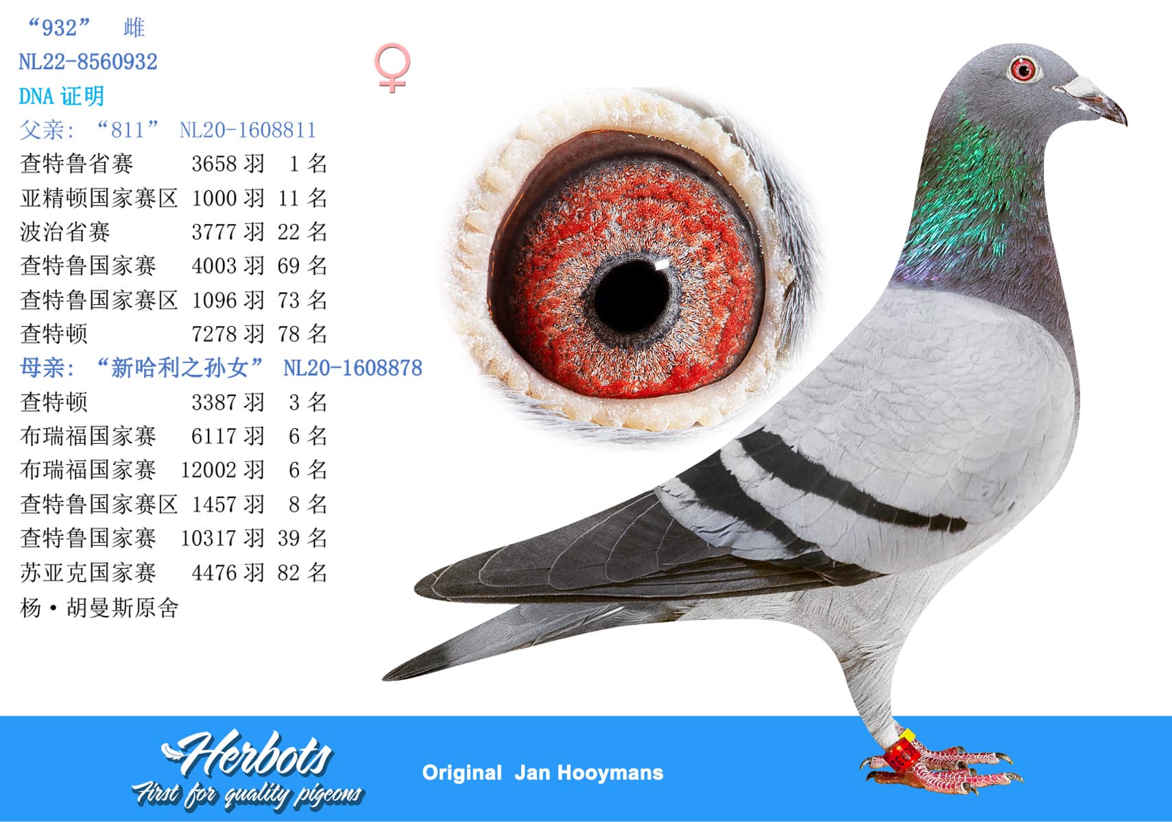 pigeon: undefined