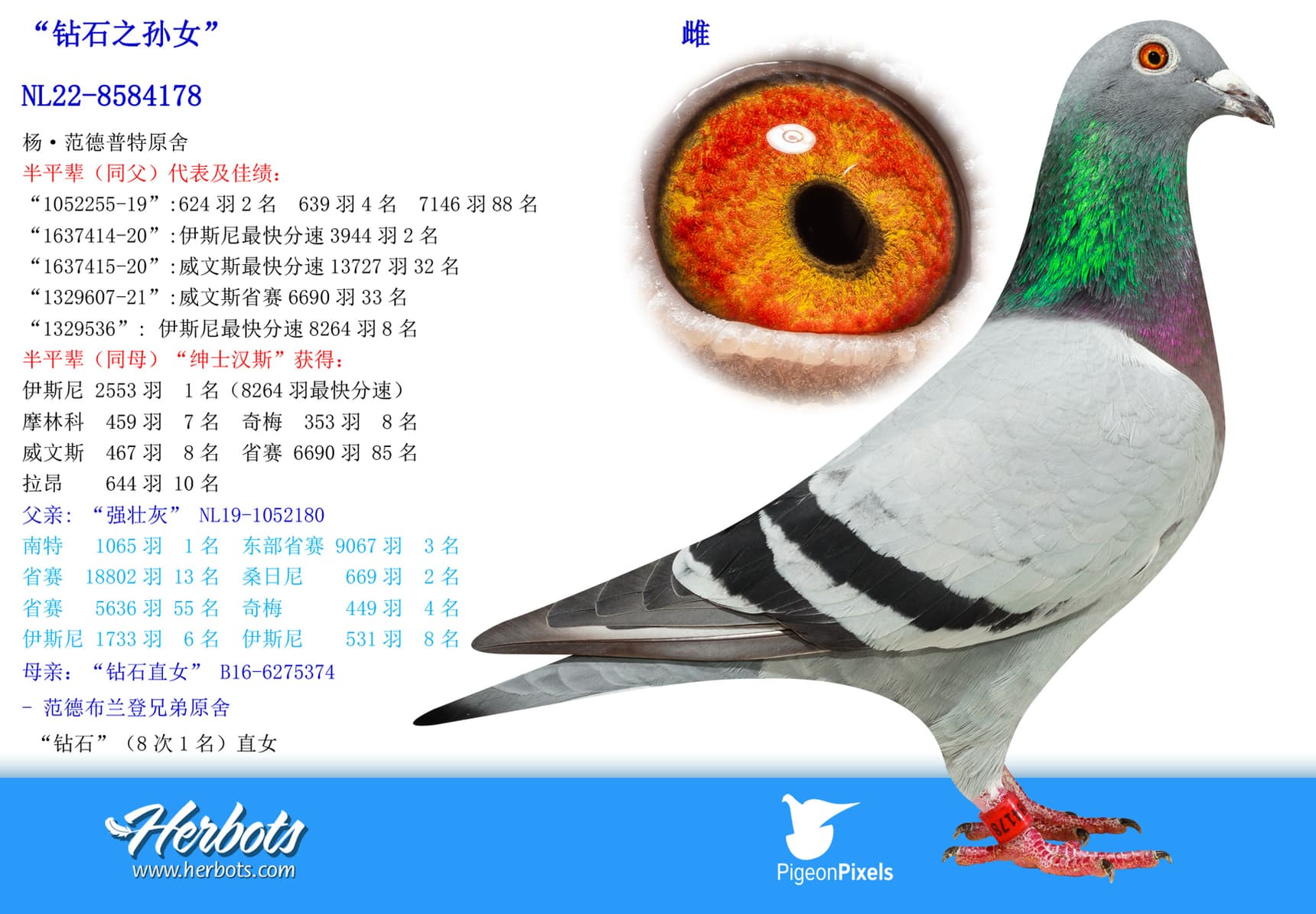 pigeon: undefined