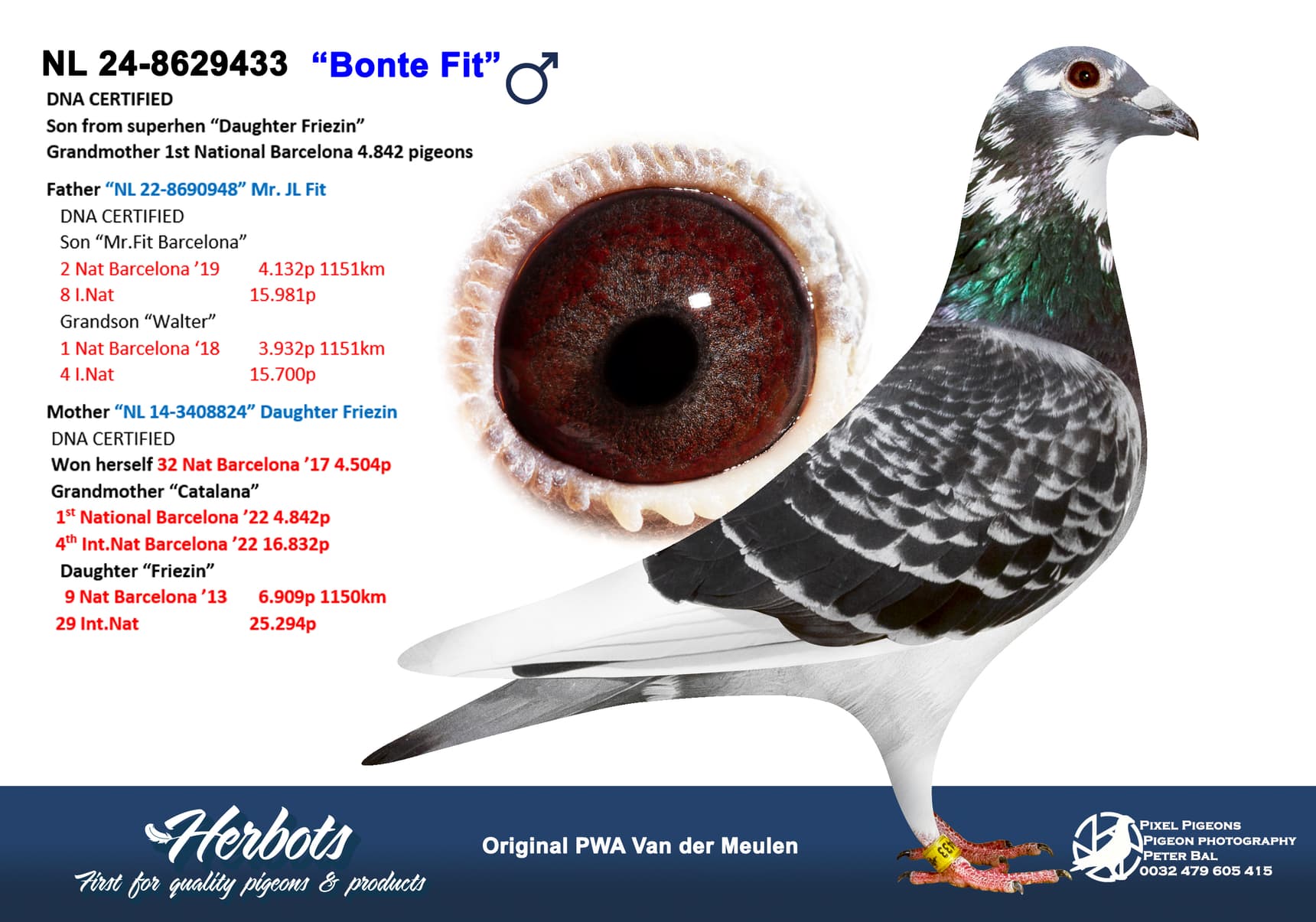 pigeon: undefined