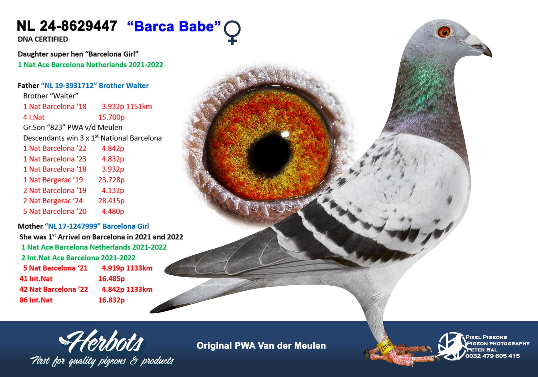 pigeon: undefined