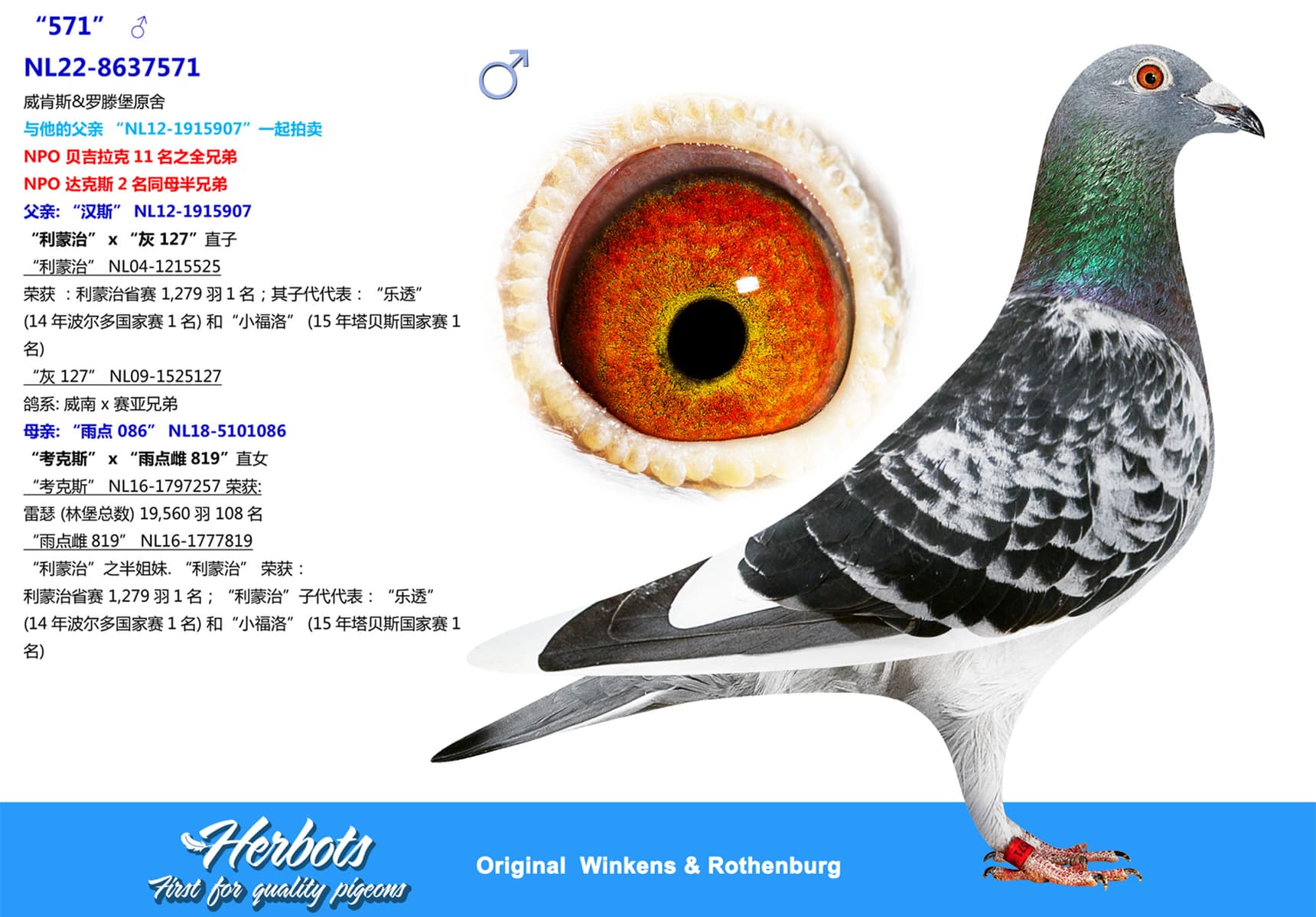 pigeon: undefined