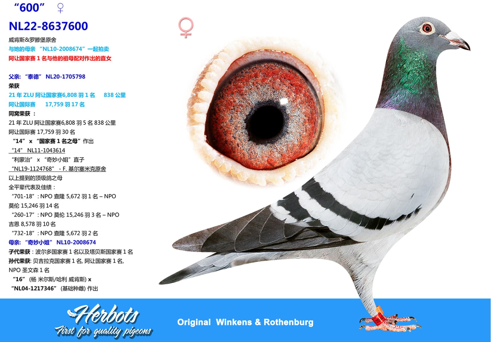pigeon: undefined