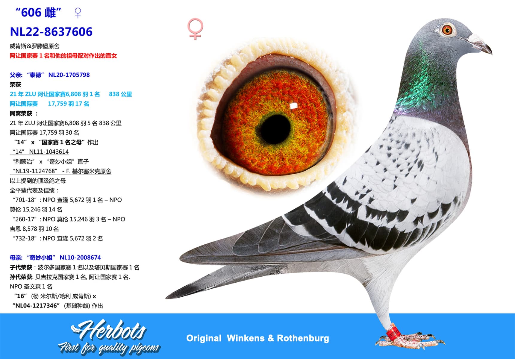 pigeon: “606雌”