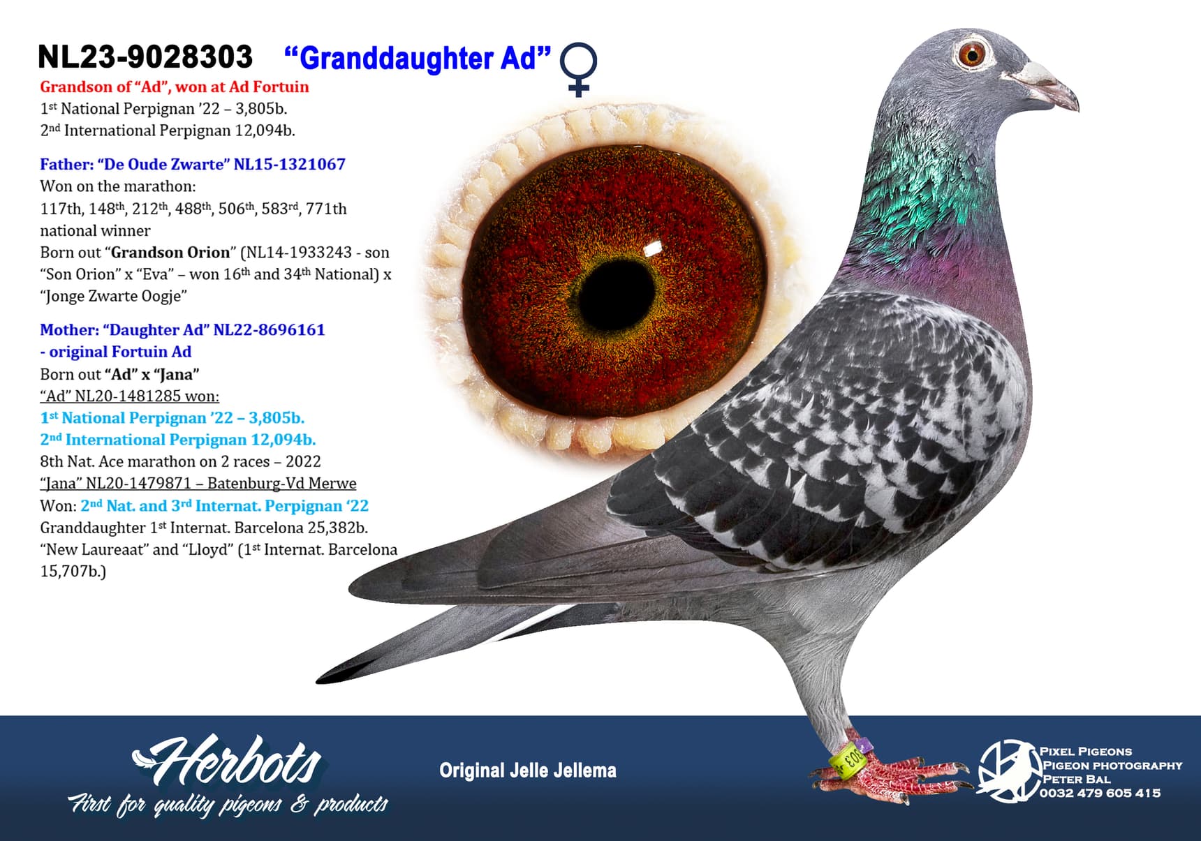 pigeon: undefined