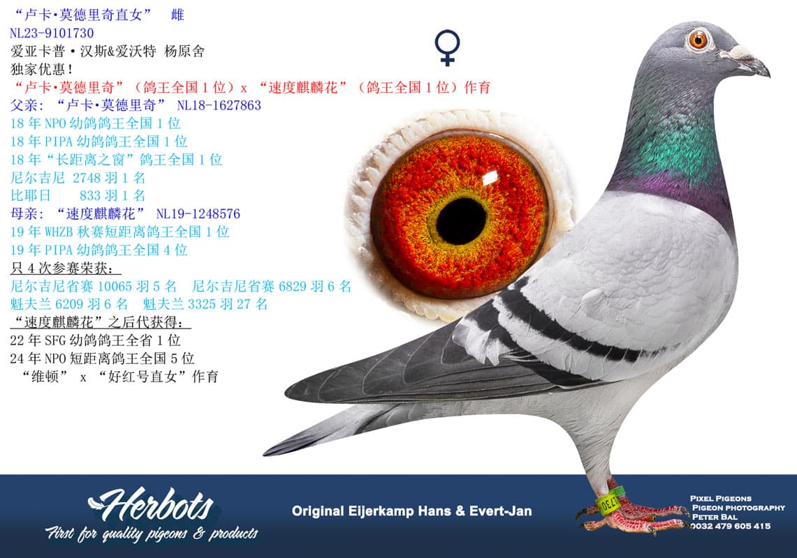 pigeon: undefined