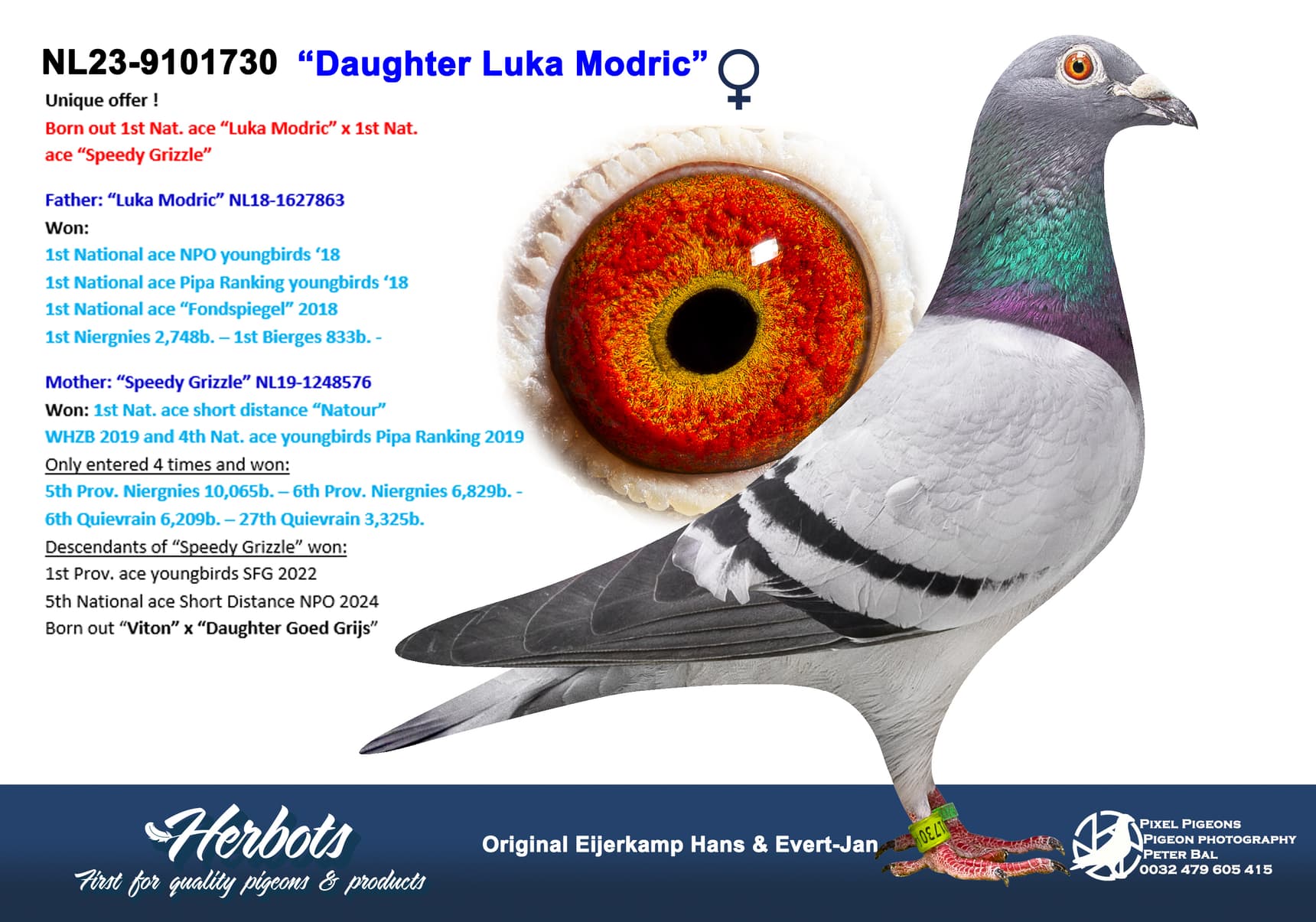 pigeon: undefined