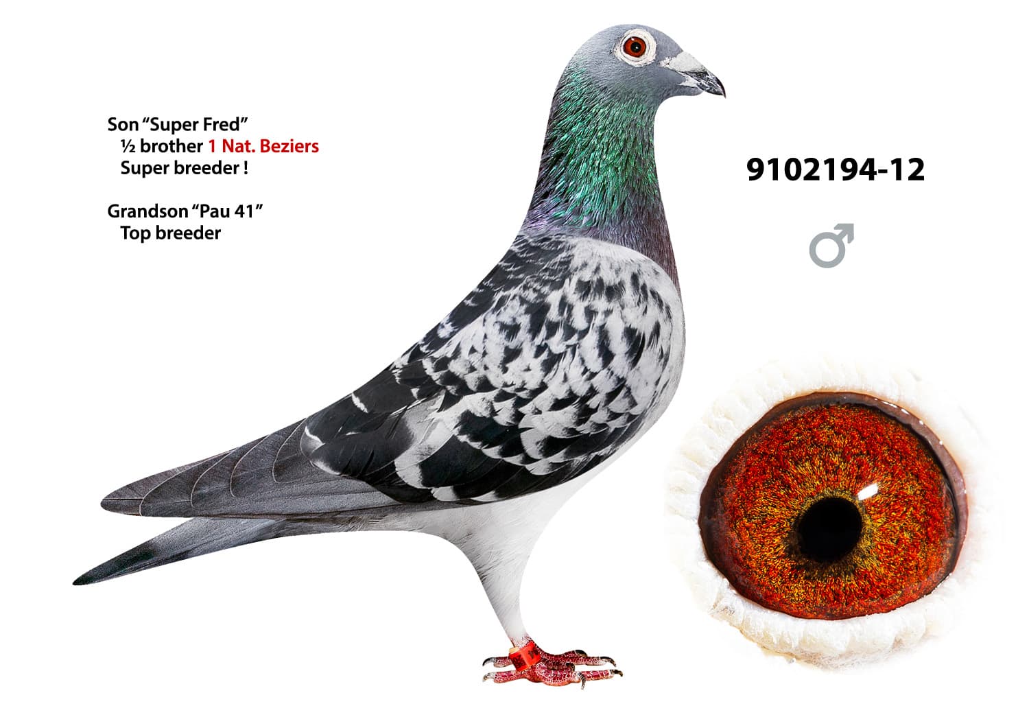 pigeon: undefined