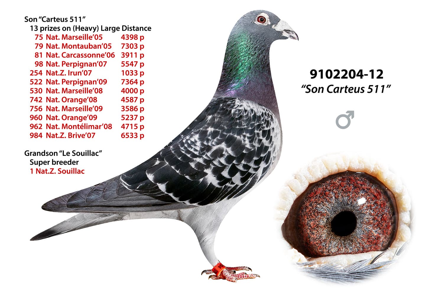 pigeon: undefined