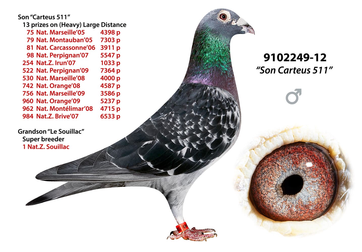 pigeon: undefined