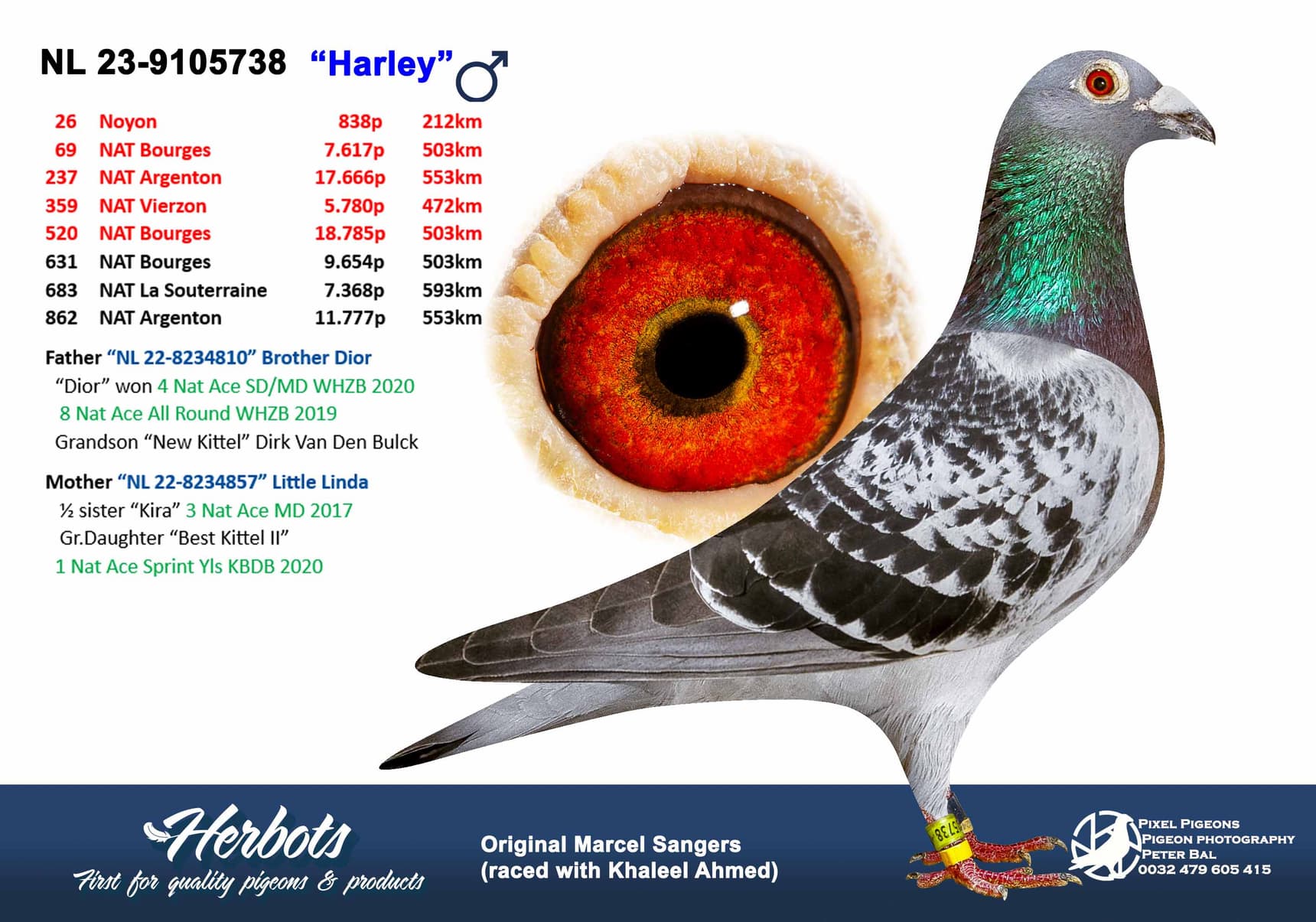 pigeon: undefined