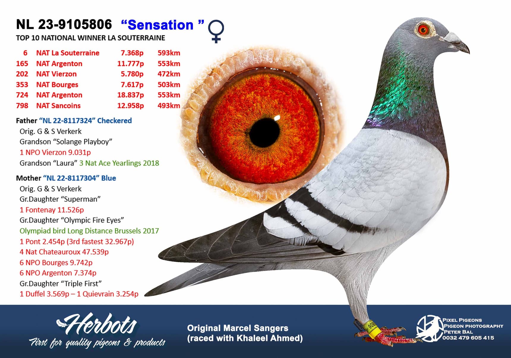 pigeon: undefined