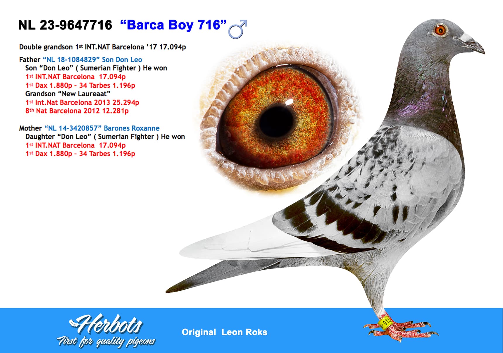 pigeon: undefined