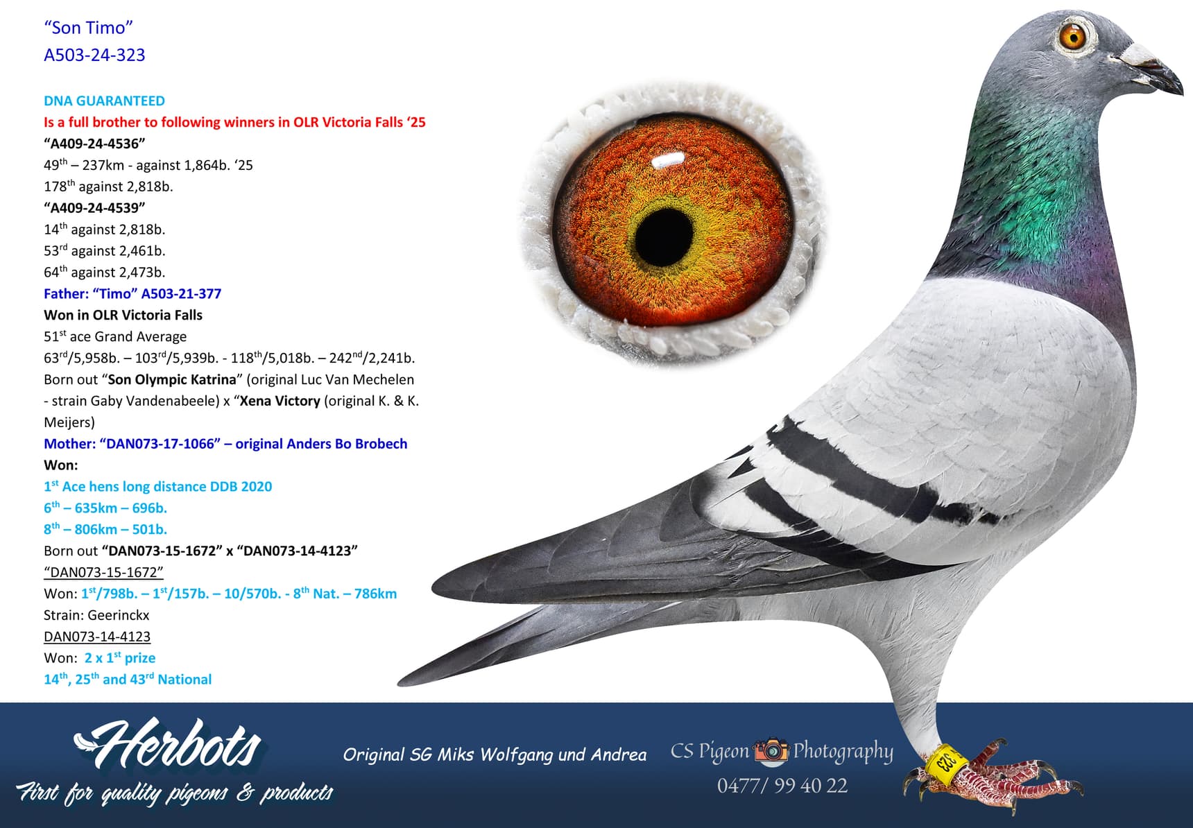 pigeon: undefined