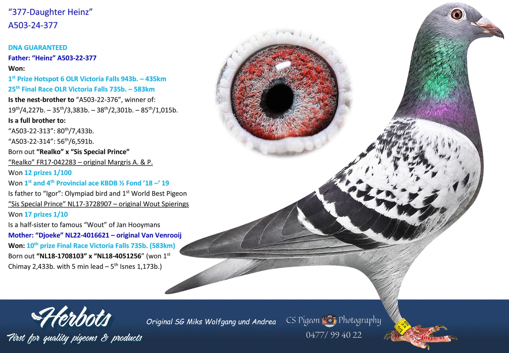 pigeon: undefined