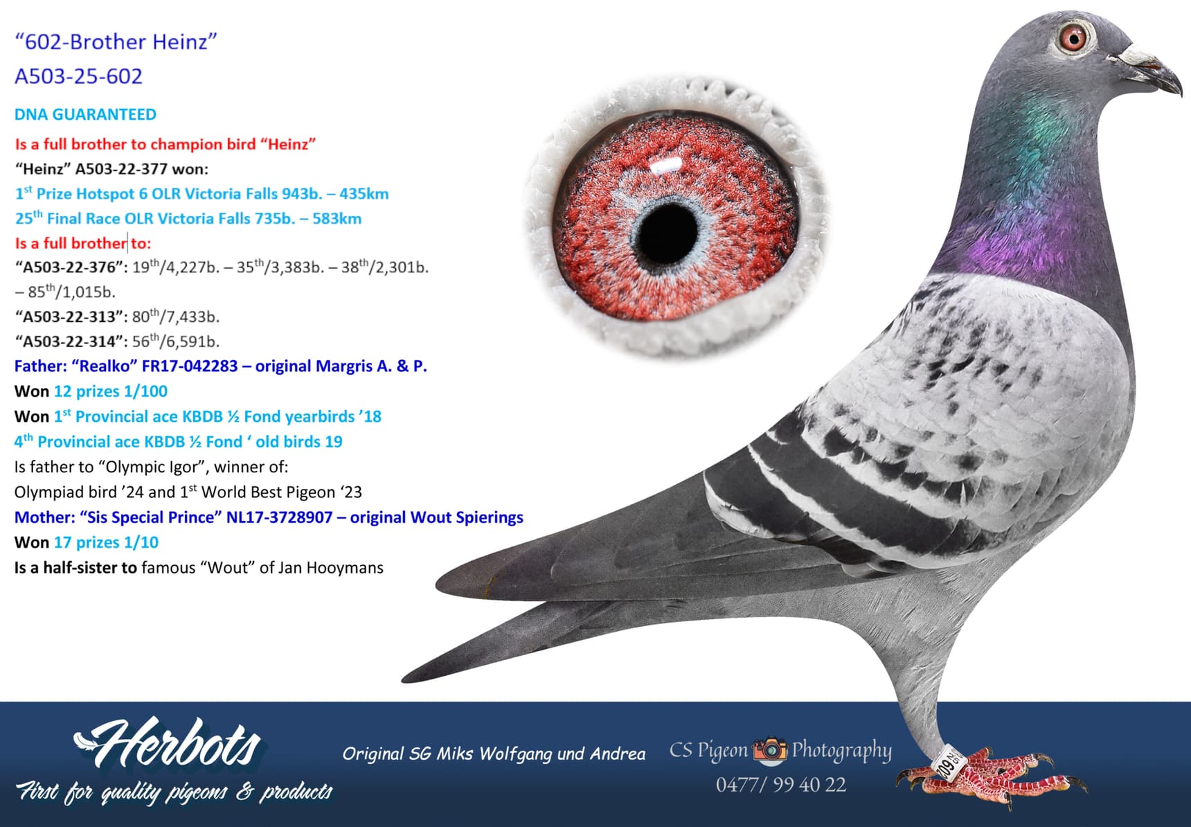 pigeon: undefined