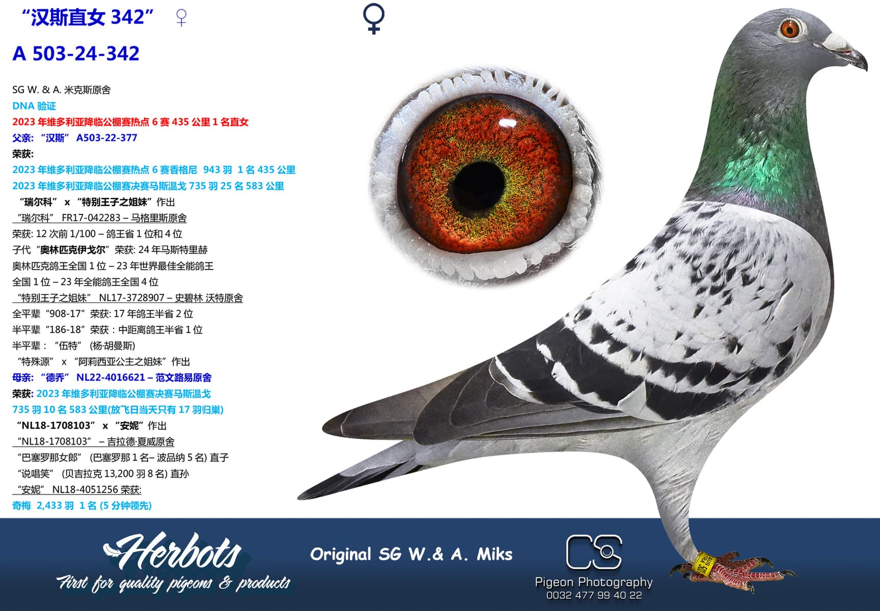 pigeon: “汉斯直女343”