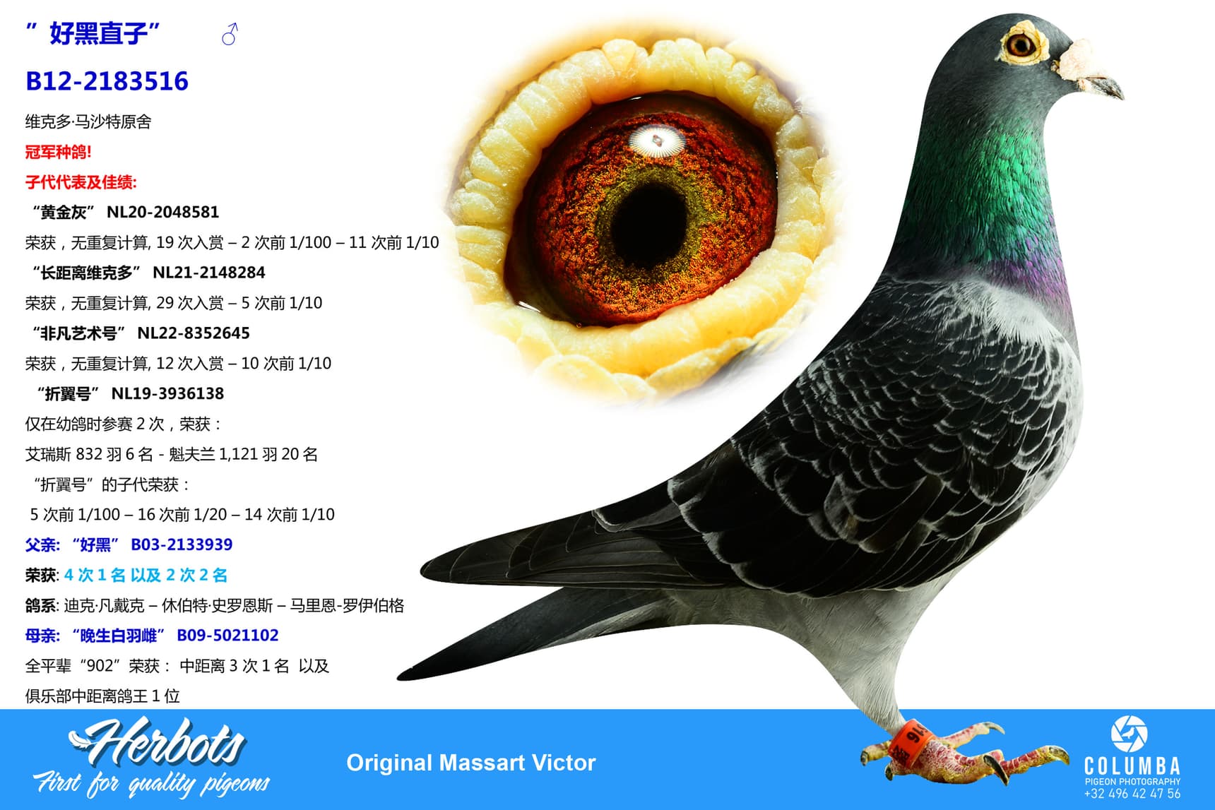 pigeon: undefined