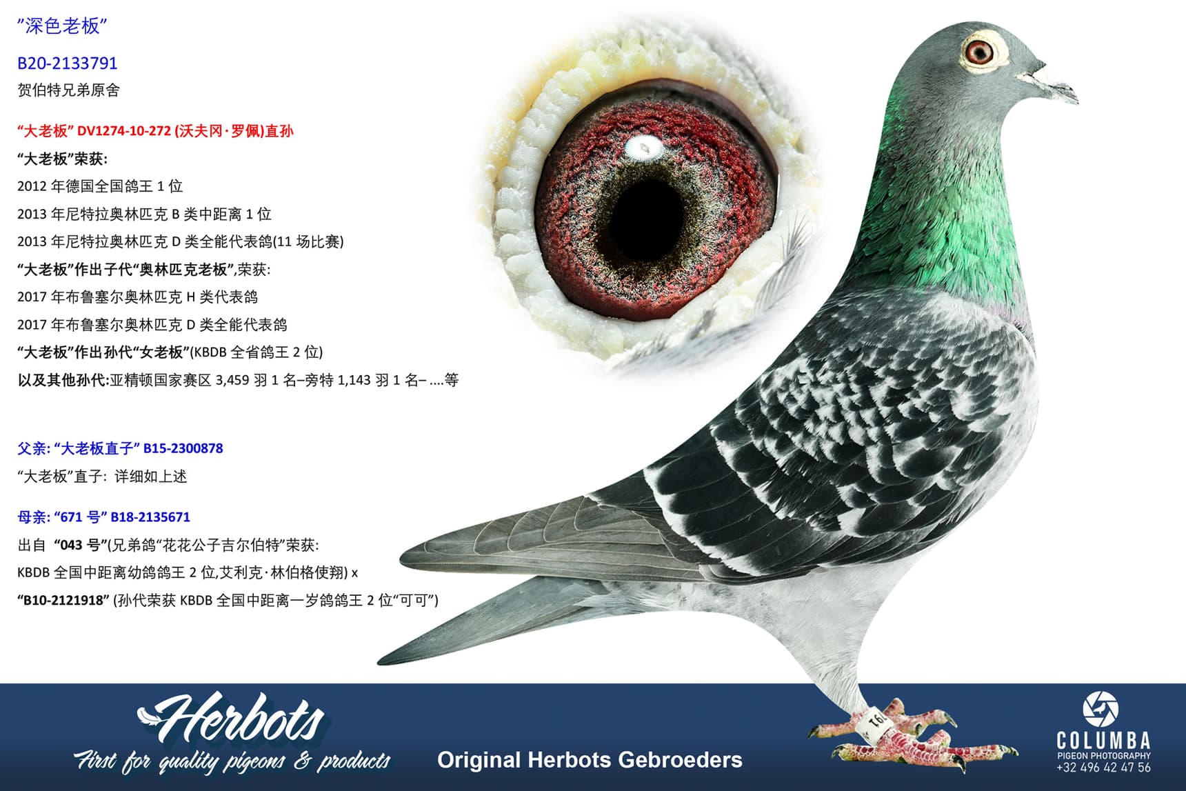 pigeon: undefined